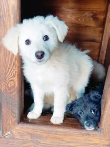 Біле цуценя Шеллі 2-3 міс