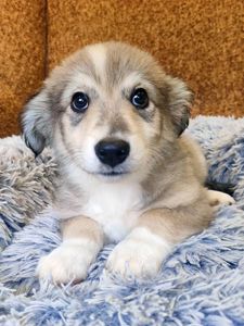 Цуценя Райлі 2-3 міс