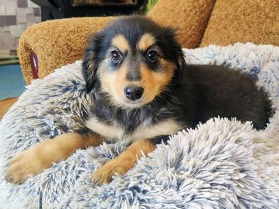 Цуценя Геля 2-3 міс