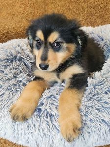 Цуценя Геля 2-3 міс