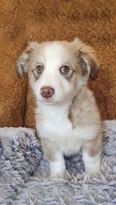 Цуценя Роберт 2-3 міс