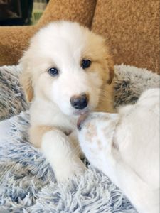 Цуценя Гаврюша 2-3 міс