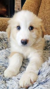 Цуценя Гаврюша 2-3 міс