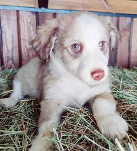 Цуценя Роберт 2-3 міс