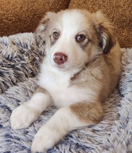 Цуценя Роберт 2-3 міс