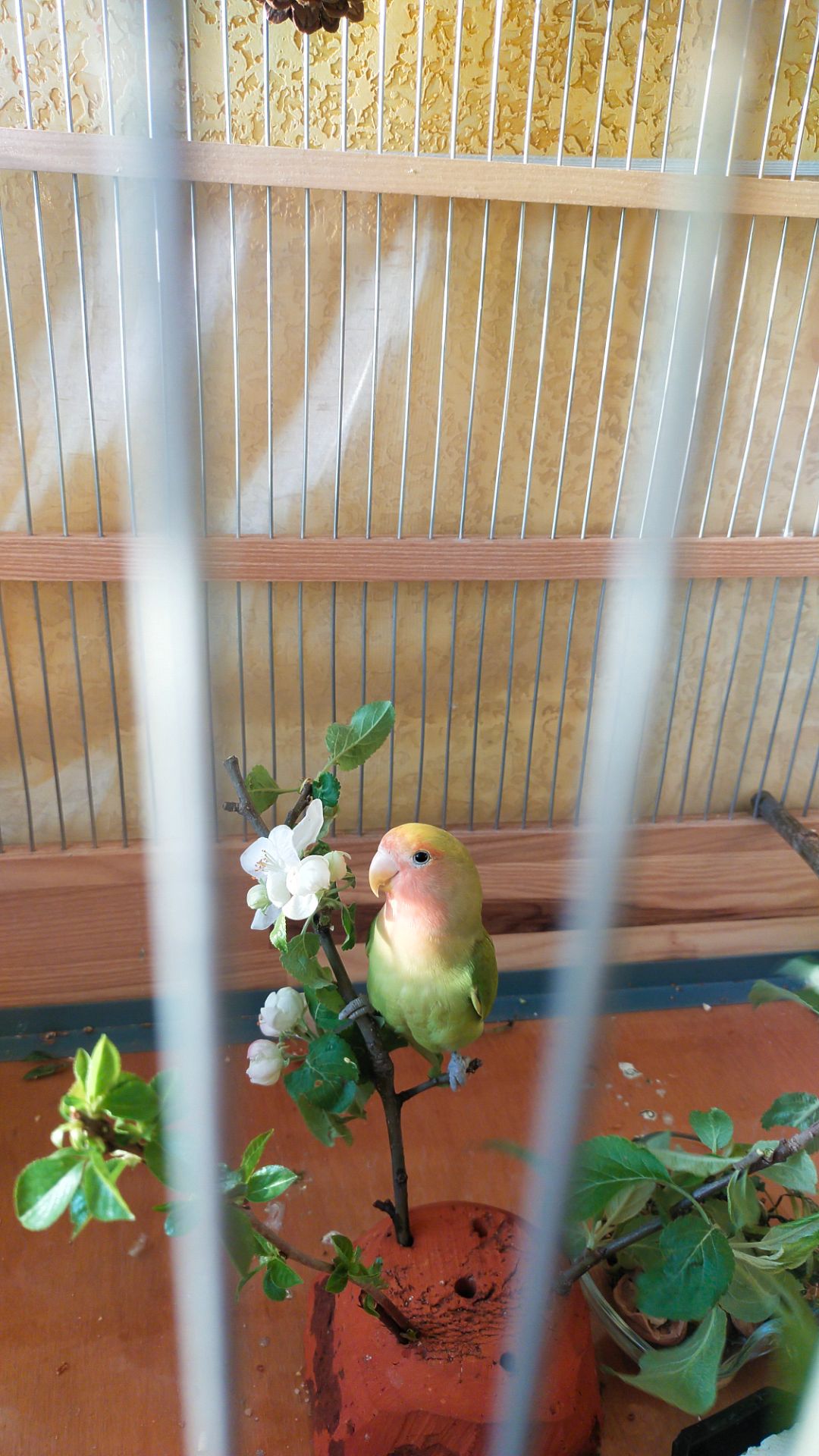 Розовощекие