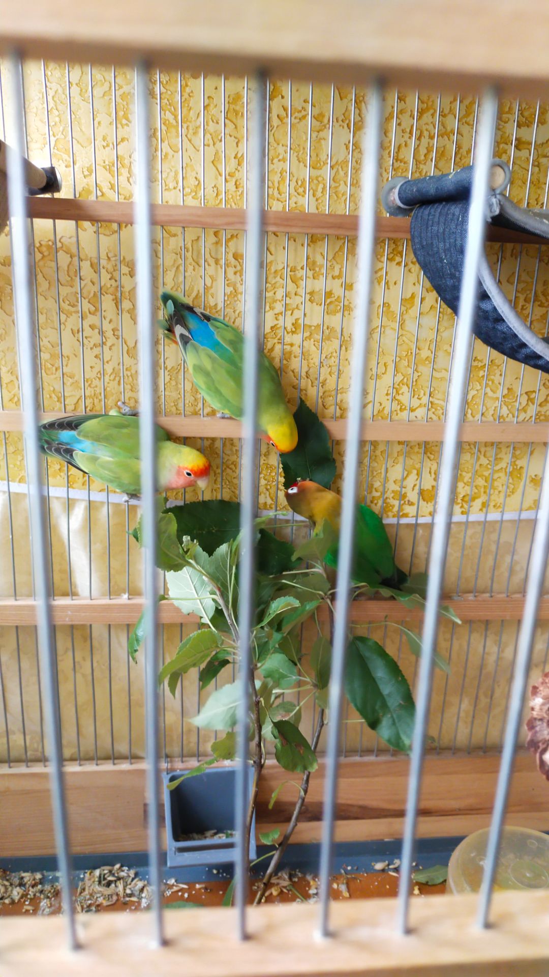 Розовощекие