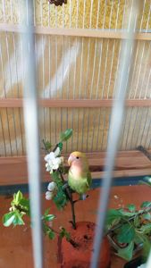 Розовощекие