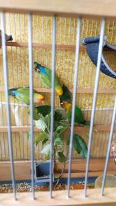 Розовощекие