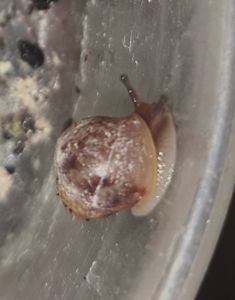 Малыши улитки ахатина, иммакулята