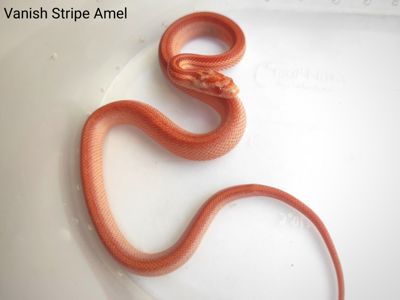 Маїсовий полоз/ маисовый полоз