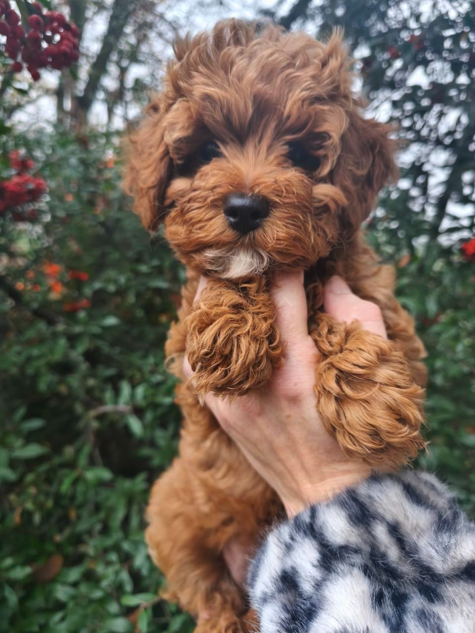 Цуценята мальтипу