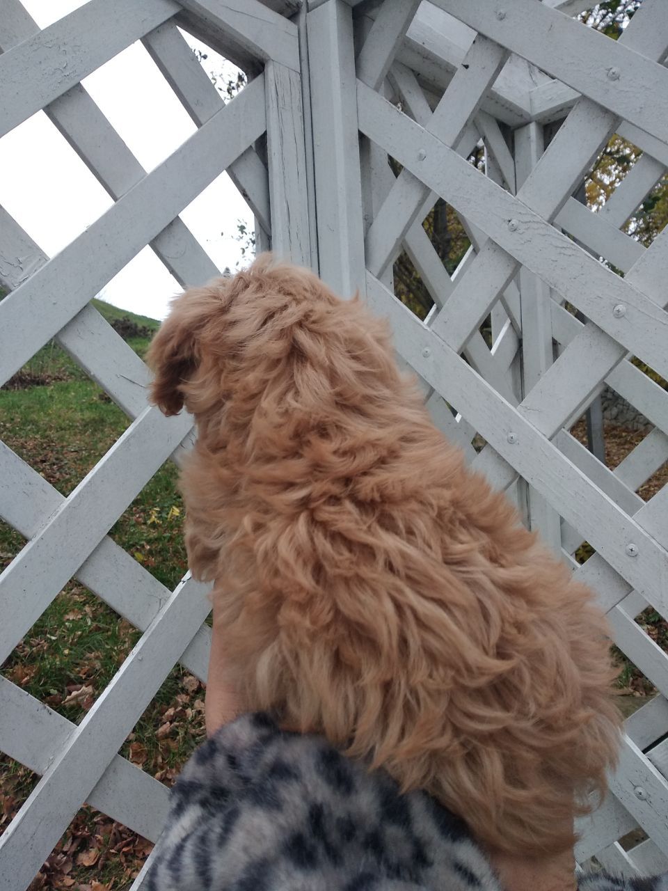 Цуценята мальтипу