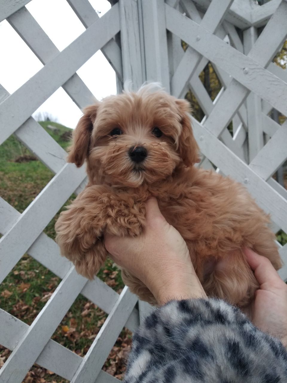 Цуценята мальтипу