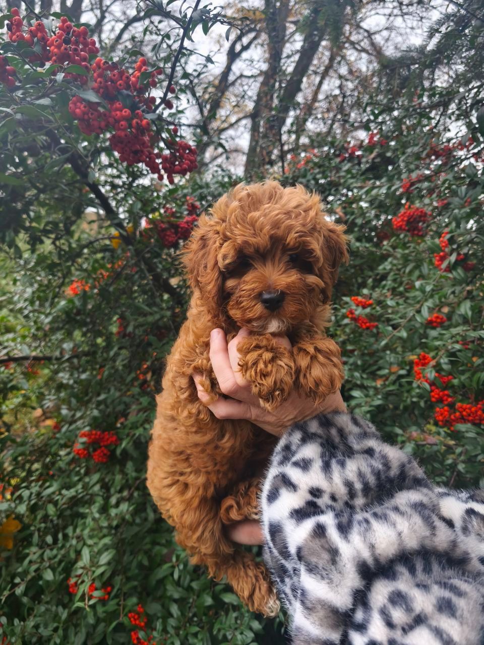 Цуценята мальтипу