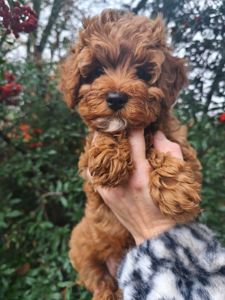 Цуценята мальтипу