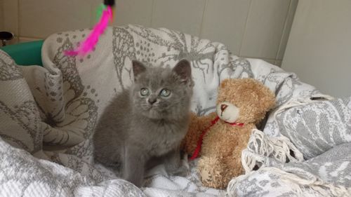 Кошенята шотландські, дівчата