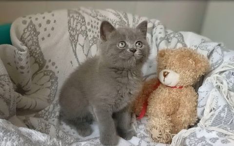 Кошенята шотландські, дівчата