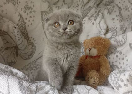 Кошенята шотландські, дівчата