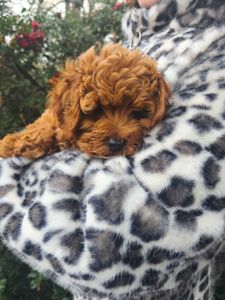 Цуценята мальтипу