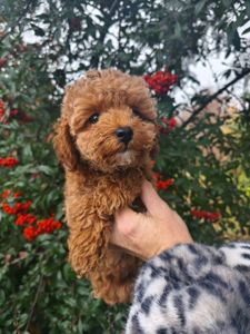 Цуценята мальтипу