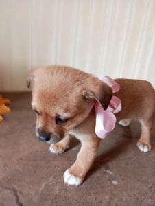 Цуценята у добрі руки