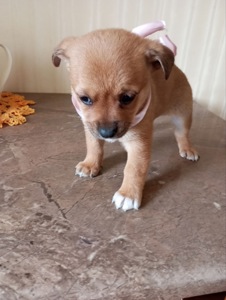 Цуценята у добрі руки