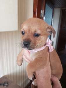 Цуценята у добрі руки