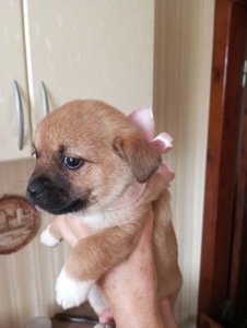 Цуценята у добрі руки