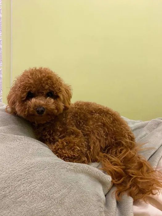 Той пудель ред браун дівчинка - щеплення, паспорт, доставка Україна/ЄС