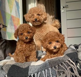 Той пудель ред браун дівчинка - щеплення, паспорт, доставка Україна/ЄС