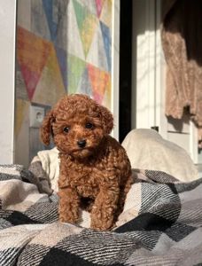 Той пудель ред браун дівчинка - щеплення, паспорт, доставка Україна/ЄС