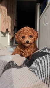 Той пудель ред браун дівчинка - щеплення, паспорт, доставка Україна/ЄС