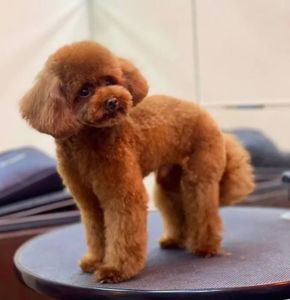 Той пудель ред браун дівчинка - щеплення, паспорт, доставка Україна/ЄС