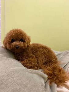 Той пудель ред браун дівчинка - щеплення, паспорт, доставка Україна/ЄС