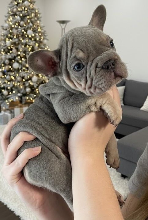 Цуценята Французського Бульдога