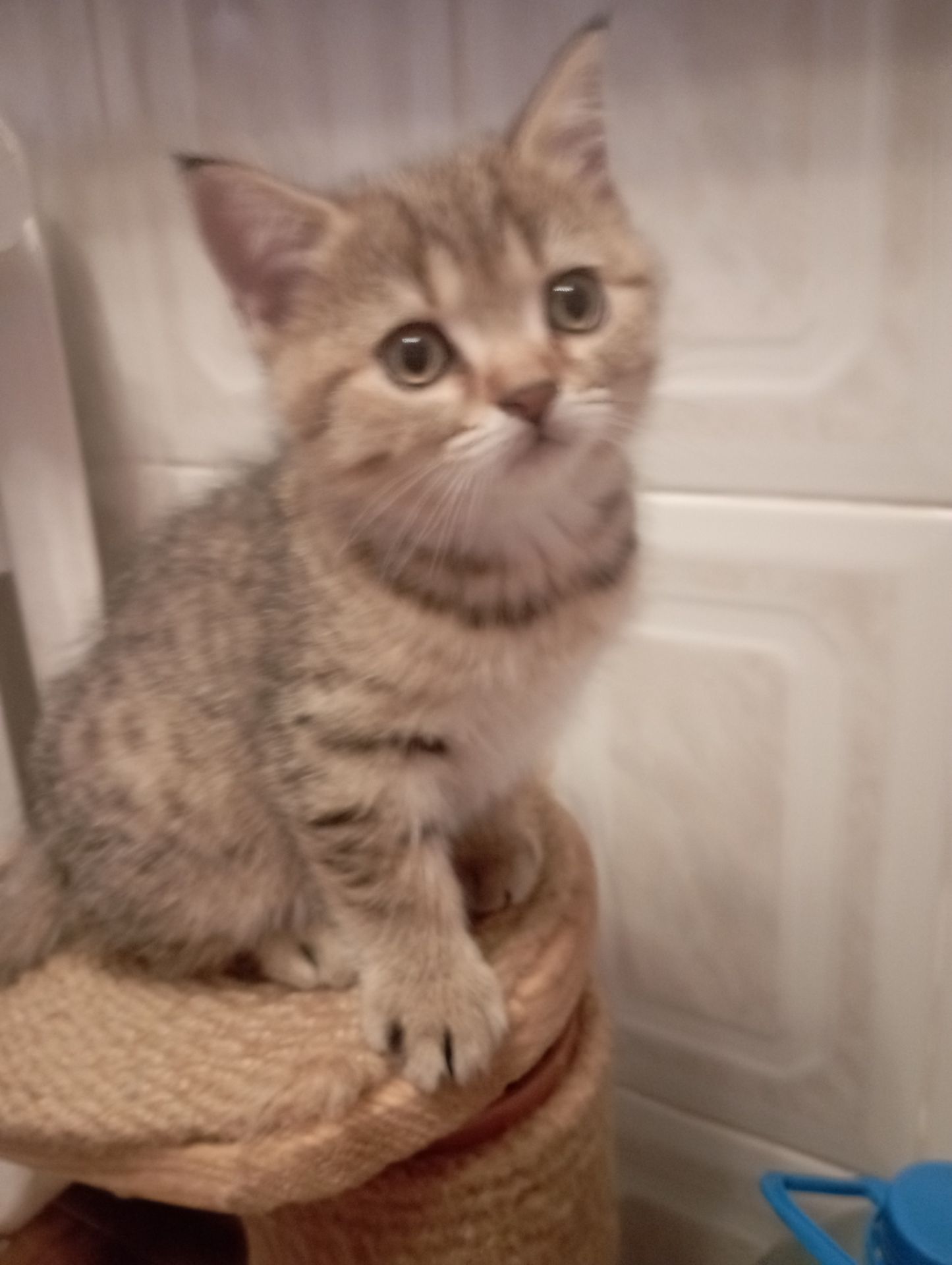 Велетень Золотий Таббі Шиншила хлопчик