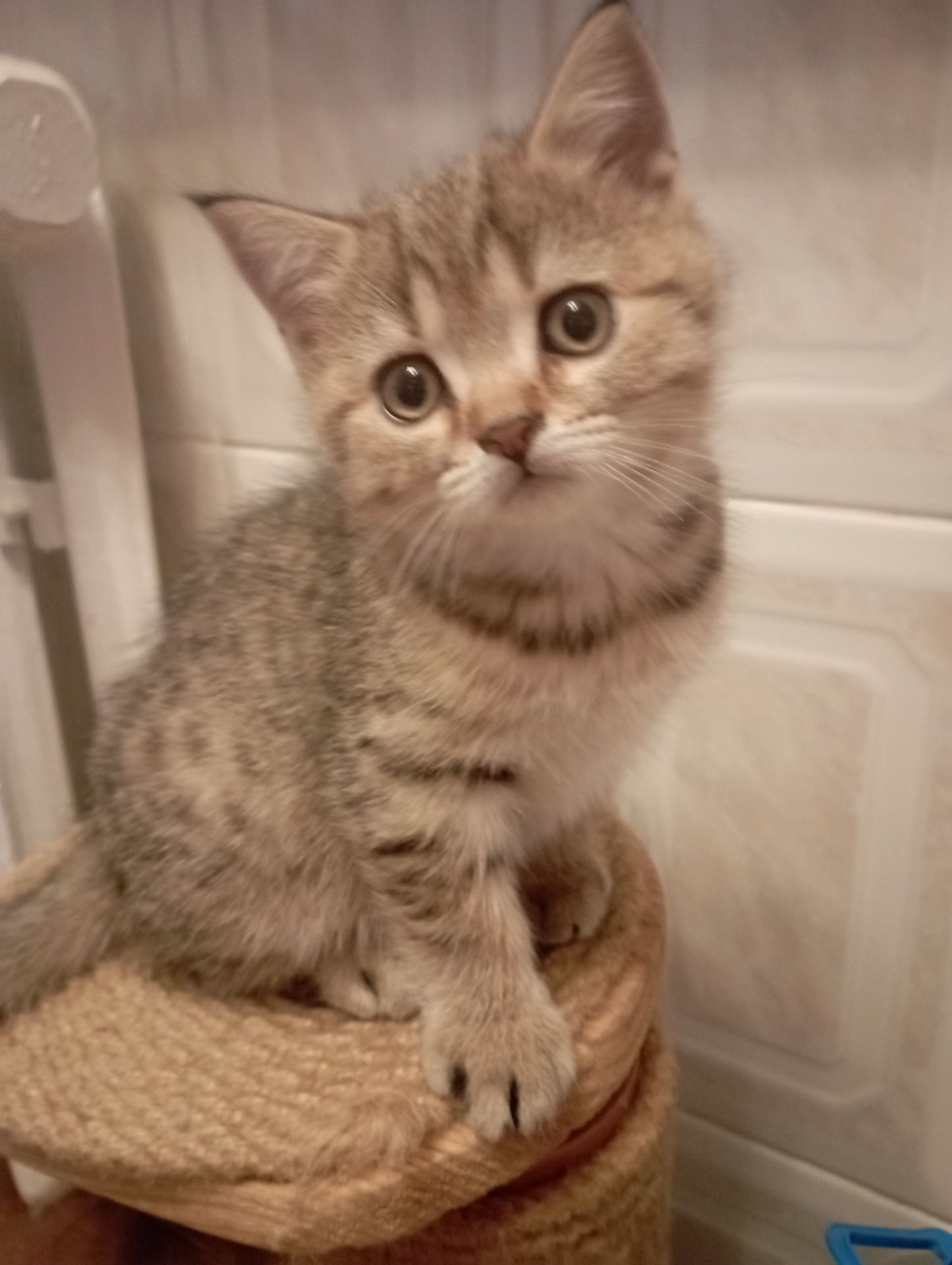 Велетень Золотий Таббі Шиншила хлопчик