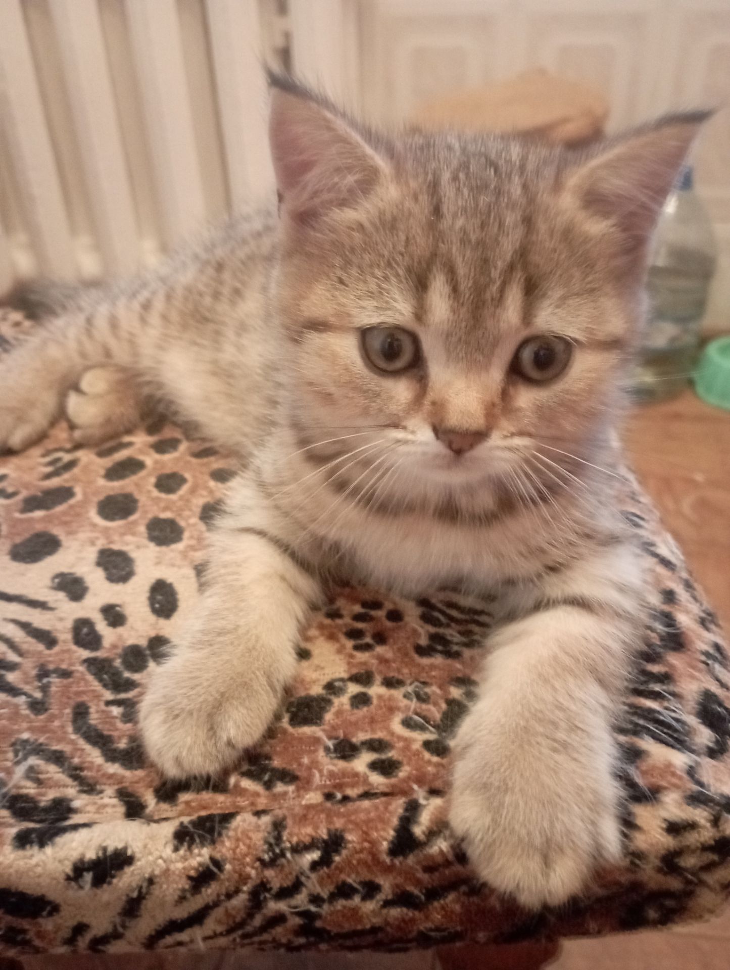 Велетень Золотий Таббі Шиншила хлопчик