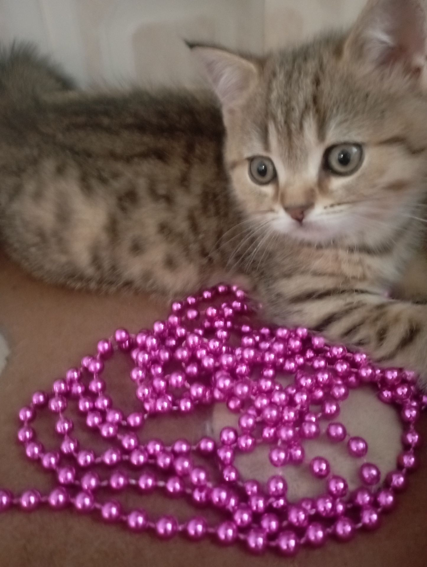 Велетень Золотий Таббі Шиншила хлопчик