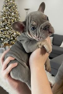 Цуценята Французського Бульдога