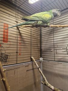 Китайський