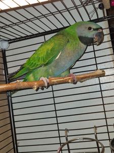 Китайський