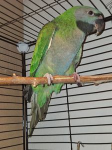 Китайський