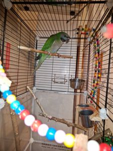 Китайський