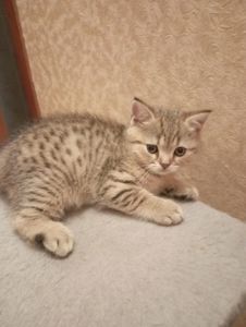 Велетень Золотий Таббі Шиншила хлопчик