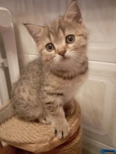 Велетень Золотий Таббі Шиншила хлопчик