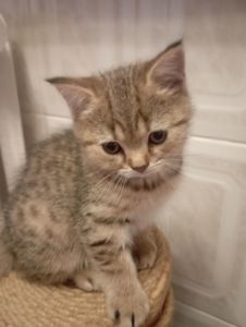 Велетень Золотий Таббі Шиншила хлопчик