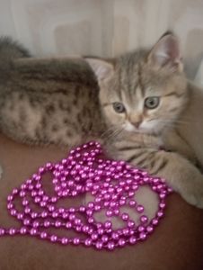 Велетень Золотий Таббі Шиншила хлопчик