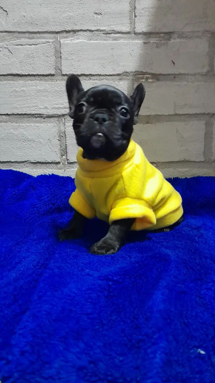 Чудова перлинка